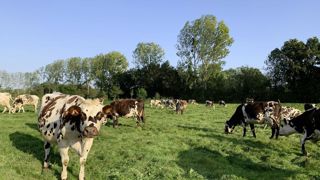 Dans les nouveaux plans d’assainissement de la paratuberculose bovine, le protocole sur les génisses génotypées résistantes sera allégé. Dans les nouveaux plans d’assainissement de la paratuberculose bovine, le protocole sur les génisses génotypées résistantes sera allégé.