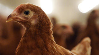 Le ministère de l'Agriculture abaisse le niveau de risque vis-à-vis de l'influenza aviaire hautement pathogène sur l'ensemble du territoire métropolitain. Le ministère de l'Agriculture abaisse le niveau de risque vis-à-vis de l'influenza aviaire hautement pathogène sur l'ensemble du territoire métropolitain.