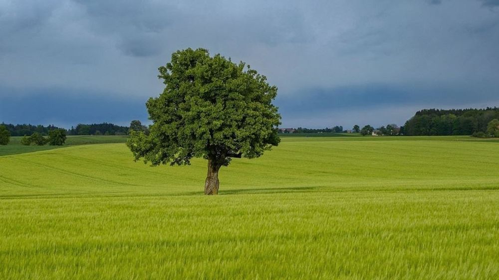 Pluie et champ