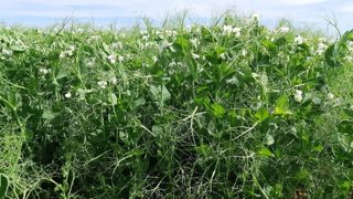 L'arrêté pollinisateurs du 20 novembre 2021 encadre l'utilisation des produits phytosanitaires en période de floraison. L'arrêté pollinisateurs du 20 novembre 2021 encadre l'utilisation des produits phytosanitaires en période de floraison.