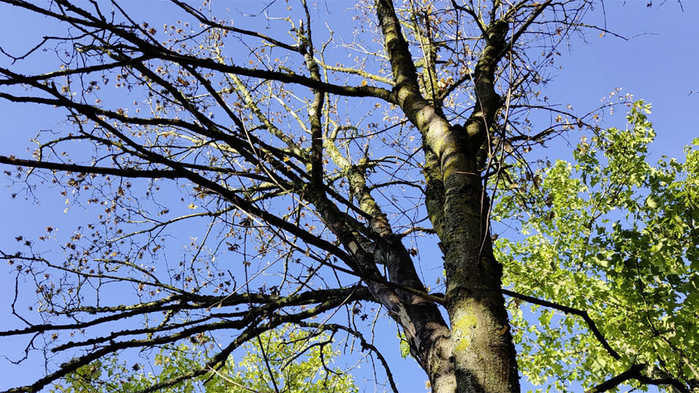 La maladie de la suie de l’érable prend de l’ampleur, poussée par le changement climatique. Mais il n’est pas forcément indispensable d’abattre les sujets malades, plaide un nouveau document publié par Plante & Cité. Tout est une affaire de contexte…