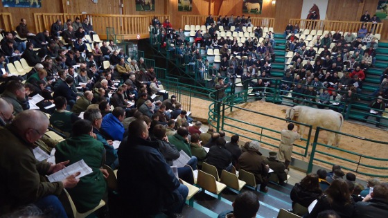 Ventes aux enchères charolais
