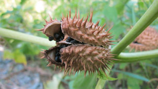 Les autorités françaises ont ordonné le rappel de farine de sarrasin bio contaminée par du datura. Les autorités françaises ont ordonné le rappel de farine de sarrasin bio contaminée par du datura.
