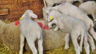 Le Pica est très courant. Les agneaux ont mangé la laine de leur mère, ce qui peut créer une occlusion intestinale.