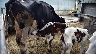 Des chercheurs américains et brésiliens ont implanté des embryons transgéniques à des vaches pour qu'elles produisent de l'insuline dans leur lait. (image d'illustration)