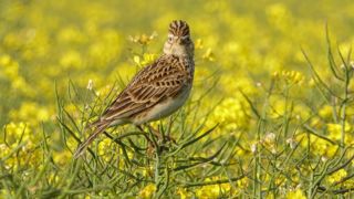La chasse traditionnelle aux alouettes trouvait son origine en Gironde, dans les Landes, le Lot-et-Garonne et les Pyrénées-Atlantiques. La chasse traditionnelle aux alouettes trouvait son origine en Gironde, dans les Landes, le Lot-et-Garonne et les Pyrénées-Atlantiques.