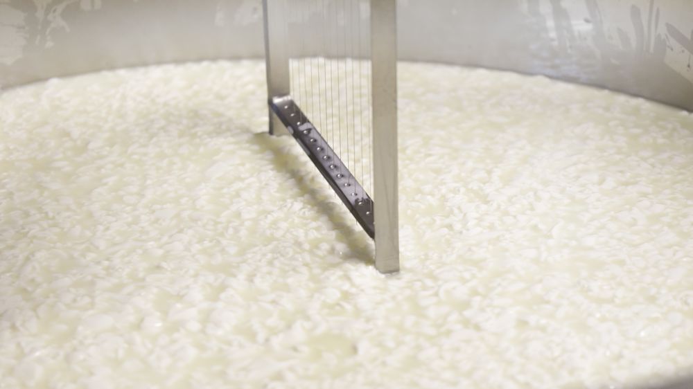 Le Gaec du Sancy (63) fabrique 22 000 fromages Saint-Nectaire par an dans son labo de transformation.