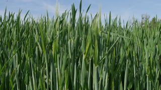 Les dégâts du froid lors de la méiose sur la fertilité des épis d'orge d'hiver ne se verront qu'au moment du remplissage.