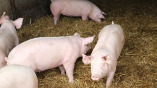 La longévité des truies est un paramètre important de rentabilité des élevages et dépend notamment de la qualité de la préparation des cochettes.