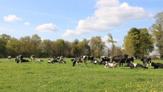 Le troupeau de la ferme de Trévarez est représentatif de l’élevage laitier breton avec des animaux au pâturage sept mois de l’année et le reste du temps en bâtiment.