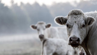 240 éleveurs de bovins et d’ovins travaillent avec la Sicaba. 240 éleveurs de bovins et d’ovins travaillent avec la Sicaba.