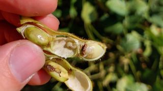 En agriculture biologique, peu de leviers existent pour lutter contre la pyrale sur la culture du soja. En agriculture biologique, peu de leviers existent pour lutter contre la pyrale sur la culture du soja.
