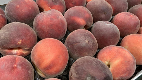 Dès le mois de juin, l'AOP Pêches et abricots de France va réaliser des prélèvements de pêches en station et en rayon.