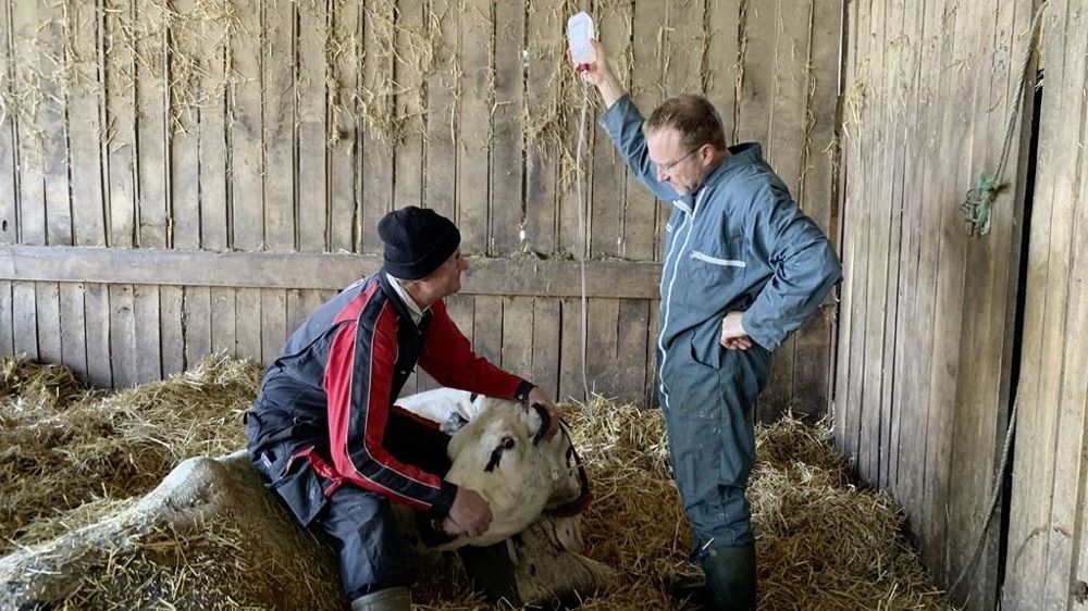 Vache avec le vétérinaire et son éleveur
