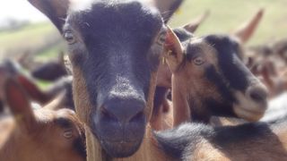 Les animaux peuvent être confié à une association ou fondation sur ordre du procureur de la République.