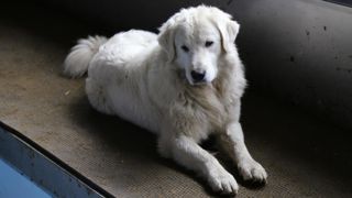 Pour obtenir l'aide au chien de protection, la règles concernant la vaccination sont précisées.