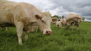 Il est nécessaire de viser 15 à 25 jours de pâturage d'avance.