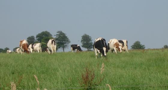Vaches laitières dans un pré