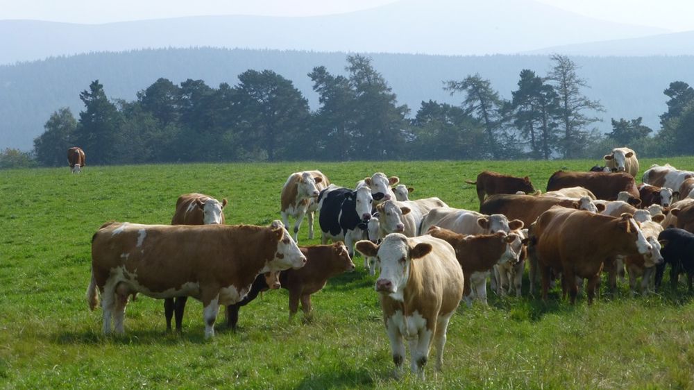La colère des éleveurs est toujours bien présente en France plus de trois mois après les manifestations.