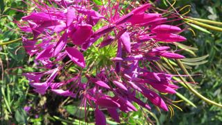 L’œil de Manuel Rucar, grand témoin, sur les productions végétales