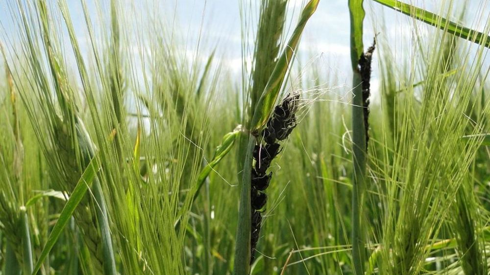 Pour rappel, le charbon nu affecte une plante uniquement via la semence et les symptômes apparaissent à partir de l’épiaison.
