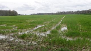 En Europe, les excédents de pluies pèsent sur la future récolte de blé.