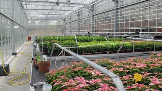 Pour aider les producteurs sous serres à passer des énergies fossiles aux énergies renouvelables, onze organismes de cinq pays différents ont lancé un programme d’exploration de nouvelles solutions aidé par l’Europe.