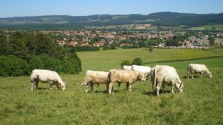 Une bonne production laitière des mères grâce à la sélection génétique et à la conduite alimentaire est un prérequis indispensable à la réduction de la complémentation sur les broutards d’automne.