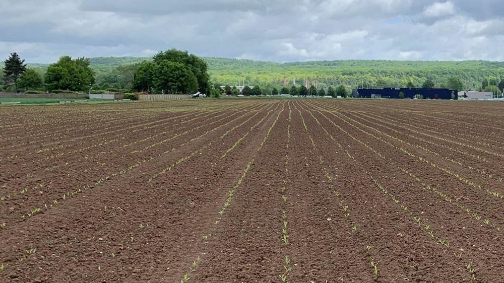 Champ de maïs post semis