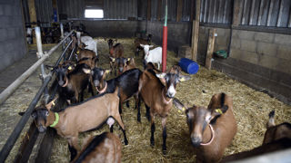 Avec une forte attractivité et un turn-over important, l'élevage caprin fromager fait figure d'exception parmi les filières d'élevage.