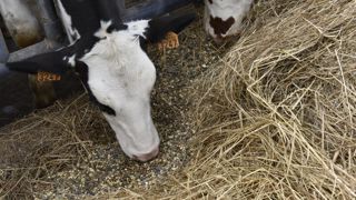 La production d’aliments pour les bovins a chuté de 6 % entre mars 2023 et 2024, à 351 500 tonnes.