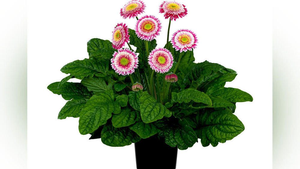 Gerbera Sunshapers 'Tropical'.