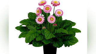 Gerbera Sunshapers 'Tropical'. Gerbera Sunshapers 'Tropical'.