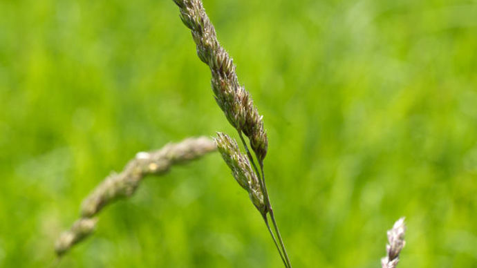 Entre le démarrage en végétation du dactyle et le début de son épiaison, il s'écoule au maximum un mois et demi. Entre le démarrage en végétation du dactyle et le début de son épiaison, il s'écoule au maximum un mois et demi.