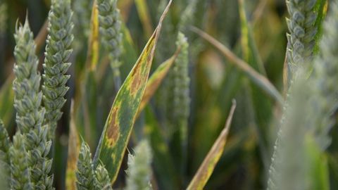 Au 27 mai, l'observatoire Céré'Obs comptabilisait 61 % des surfaces de blé tendre dans un état bon à très bon, contre 91 % à la même date l'an dernier.