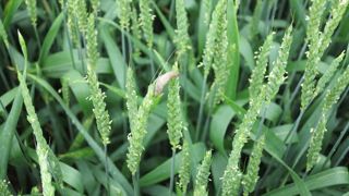 Cette année, de nombreuses limaces ont été observées sur les épis de céréales. Cette année, de nombreuses limaces ont été observées sur les épis de céréales.