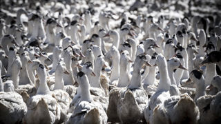 Les hausses d'abattage sont particulièrement marquées pour les canards très affectés par le virus de la grippe aviaire. Les hausses d'abattage sont particulièrement marquées pour les canards très affectés par le virus de la grippe aviaire.