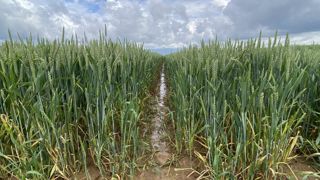 Le potentiel de rendement des céréales est localement fortement affecté par les pluies tombées depuis l'automne. Le potentiel de rendement des céréales est localement fortement affecté par les pluies tombées depuis l'automne.