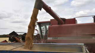 Les prix des céréales chutent de 18,8 % entre avril 2023 et avril 2024, mais de façon moins marquée qu'en mars.