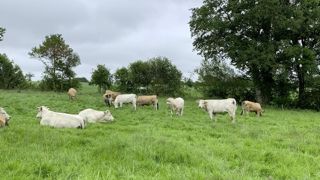 Des éleveurs ont été obligés de rentrer leurs animaux ou d'apporter du foin pour compenser l'humidité de l'herbe.