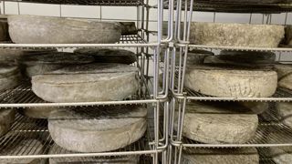 Ces saint-nectaires fermiers en cours d’affinage recèlent un microbiote qui leur est propre. Ces saint-nectaires fermiers en cours d’affinage recèlent un microbiote qui leur est propre.