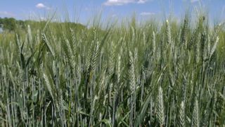 La France reste l'un des principaux consommateurs de pâtes alimentaires (8,5 kg/habitant/par), derrière l'Italie (23 kg/habitant/an).