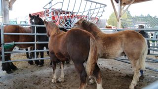 « L'irrégularité de l'approvisionnement est un problème pour notre filière », souligne Guy Arestier, le président d'Interbev Équins.