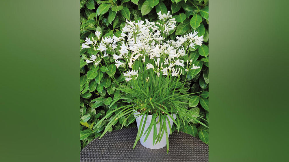 Agapanthus hybrida Nina® White 'Monsapho'.
