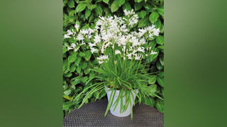 Agapanthus hybrida Nina® White 'Monsapho'. Agapanthus hybrida Nina® White 'Monsapho'.