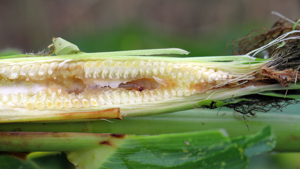 Comment raisonner la protection du maïs contre les pyrales et sésamies en 2024 ?