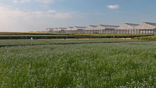 La plateforme Phénofield d’Ouzouer-le-Marché a accueilli pour la première fois en 2023 un dispositif réservé au lin fibre. La plateforme Phénofield d’Ouzouer-le-Marché a accueilli pour la première fois en 2023 un dispositif réservé au lin fibre.