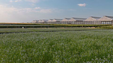 La plateforme Phénofield d’Ouzouer-le-Marché a accueilli pour la première fois en 2023 un dispositif réservé au lin fibre. La plateforme Phénofield d’Ouzouer-le-Marché a accueilli pour la première fois en 2023 un dispositif réservé au lin fibre.