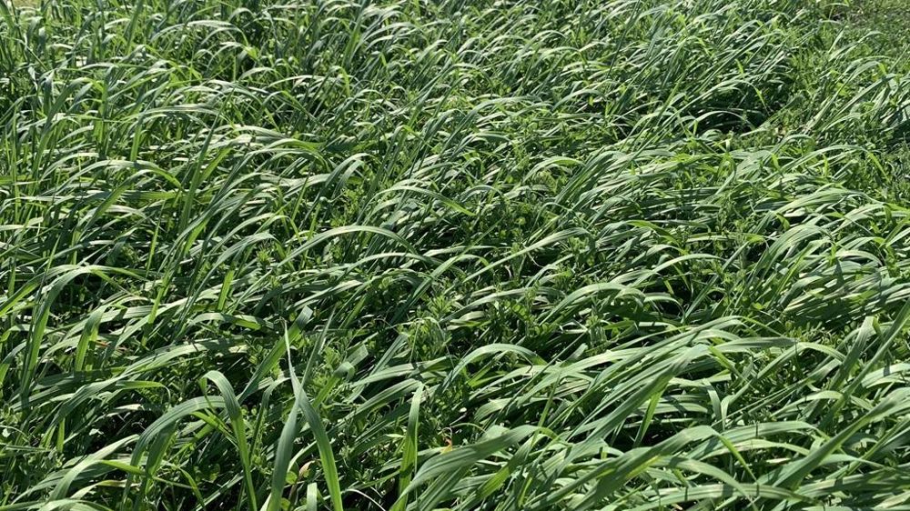 Couvert d'interculture