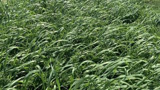 Pour le pâturage ou la récolte : les couverts d'interculture sont intéressants d'un point de vue stock fourrager mais aussi valeurs alimentaires.